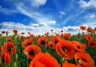 Ljuddämpande tavla - Blooming poppies in a meadow
