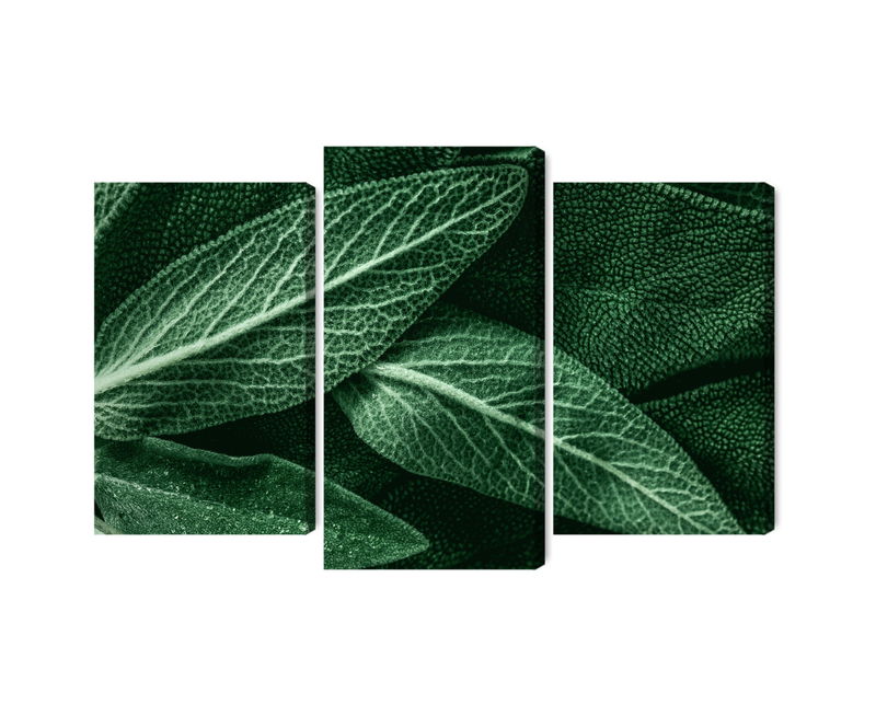 Ljuddämpande tavla - Salvia leaves on a macro