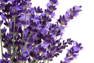 Ljuddämpande tavla - Blooming lavender flowers