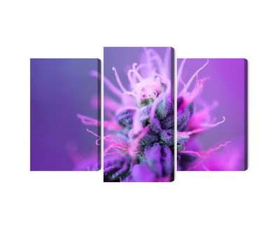 Ljuddämpande tavla - Macro plant on a pink-purple