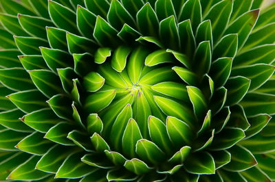 Ljuddämpande tavla - Green plant on a macro scale