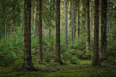 Ljuddämpande tavla - Forest 3d view