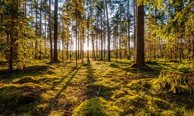 Ljuddämpande tavla - 3d sunny forest landscape
