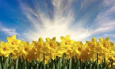 Ljuddämpande tavla - 3d daffodils field