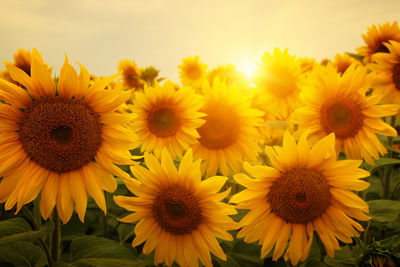 Ljuddämpande tavla - Sunset over the sunflowers