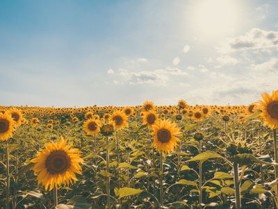 Ljuddämpande tavla - Sunflower field on a summer