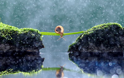 Ljuddämpande tavla - Snail in the rain