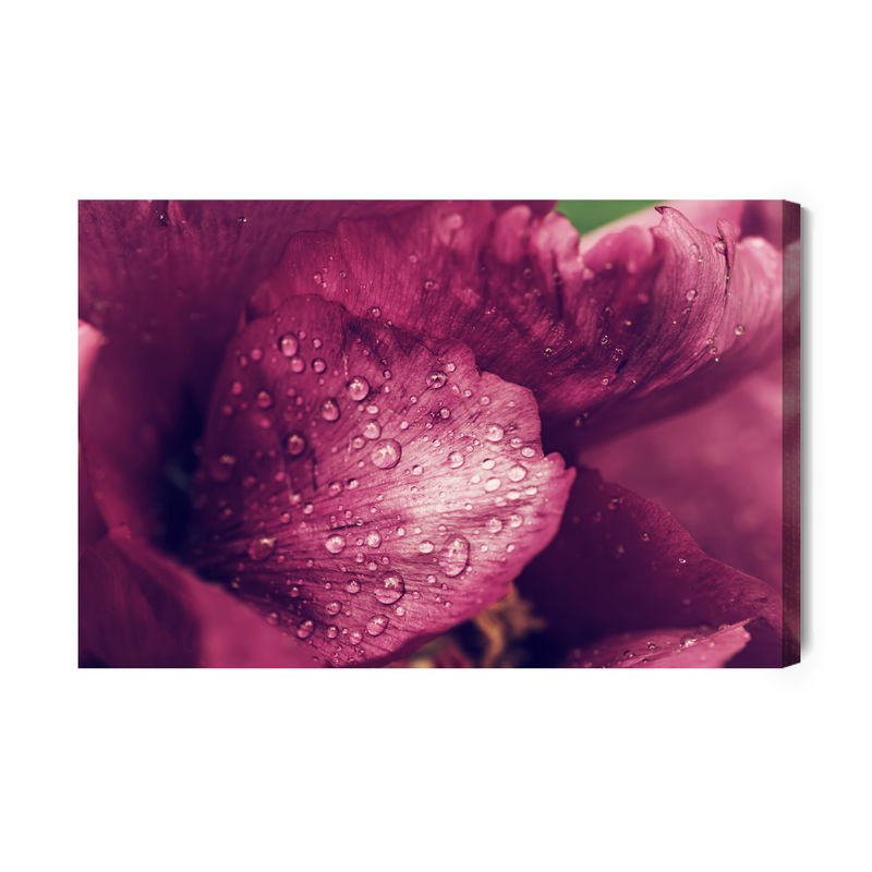 Ljuddämpande tavla - Peony roses with dew