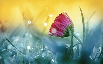 Ljuddämpande tavla - Pink flower on a 3d meadow