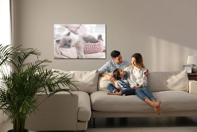 Ljuddämpande tavla - Cat with a knitted blanket