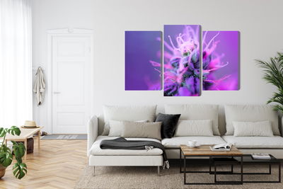 Ljuddämpande tavla - Macro plant on a pink-purple