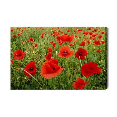 Ljuddämpande tavla - Red poppies in the meadow