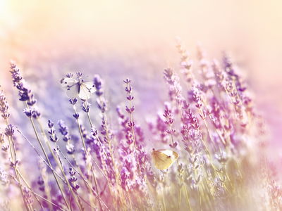 Ljuddämpande tavla - Lavender flowers bathed