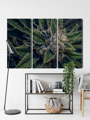 Ljuddämpande tavla - Cannabis plant close up