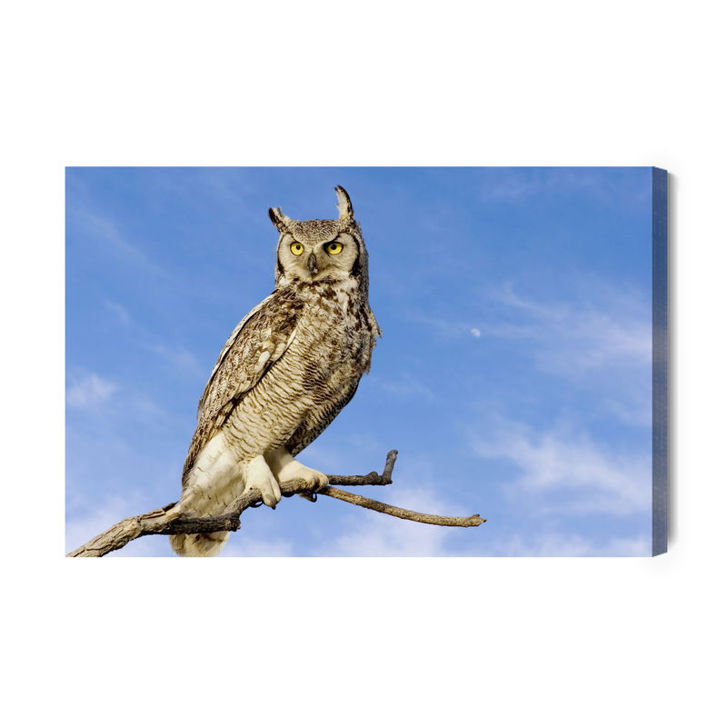 Ljuddämpande tavla - Bird of prey against the sky