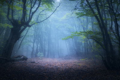 Ljuddämpande tavla - Hazy 3d forest landscape