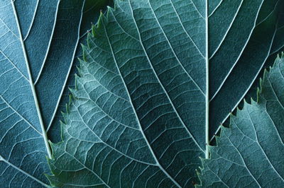 Ljuddämpande tavla - Leaves in a macro scale