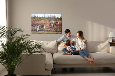 Ljuddämpande tavla - Siberian deer