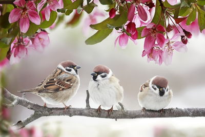 Ljuddämpande tavla - Sparrows birds