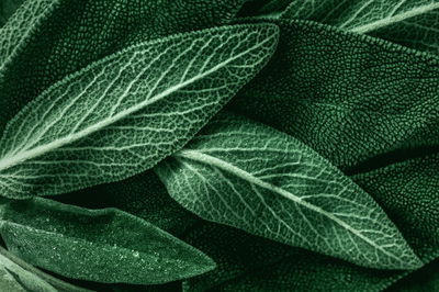 Ljuddämpande tavla - Salvia leaves on a macro