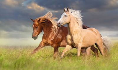 Ljuddämpande tavla - Horses galloping in a 3d