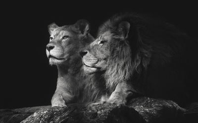 Ljuddämpande tavla - Lion and lioness on a black