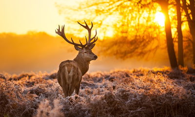Ljuddämpande tavla - Deer in the forest at sunset