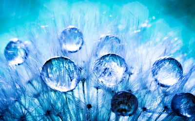 Ljuddämpande tavla - Dew drops on dandelion seeds