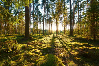 Ljuddämpande tavla - Forest landscape with sunset