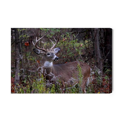 Ljuddämpande tavla - A deer among the forest