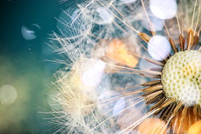 Ljuddämpande tavla - Close-up of a puffer fish