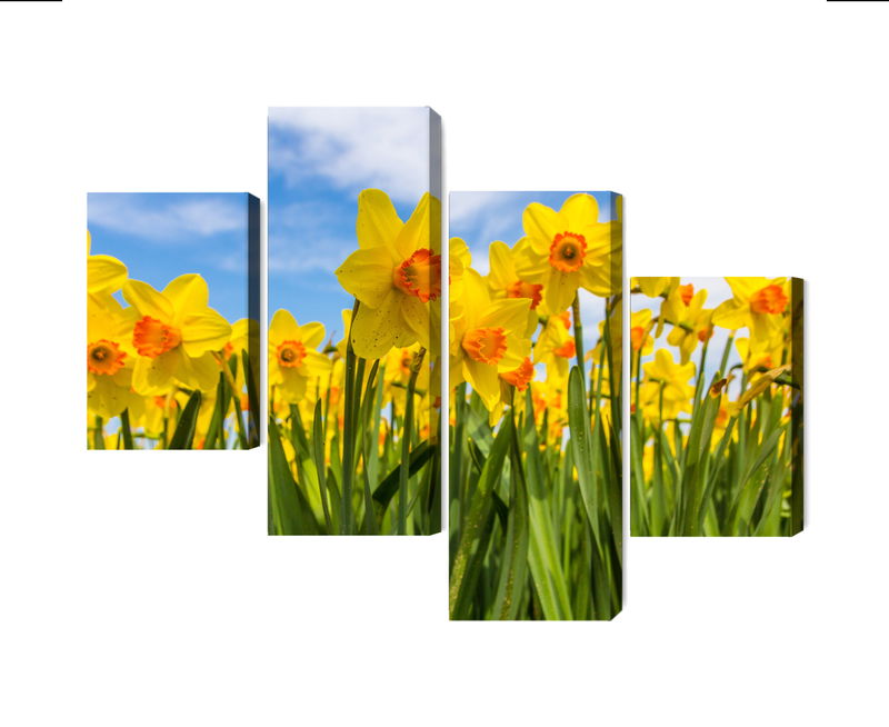 Ljuddämpande tavla - Daffodil field 3d
