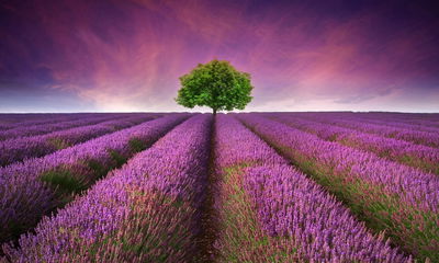 Ljuddämpande tavla - A tree in the middle of a 3d