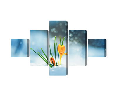 Ljuddämpande tavla - Yellow crocuses breaking