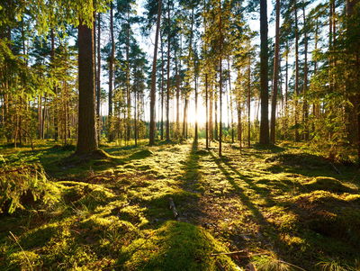 Ljuddämpande tavla - Forest landscape with sunset
