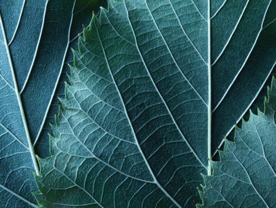 Ljuddämpande tavla - Leaves in a macro scale