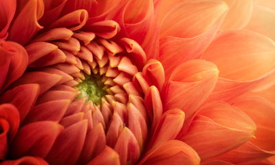 Ljuddämpande tavla - Orange chrysanthemum