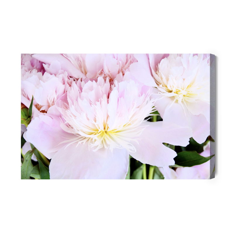 Ljuddämpande tavla - Peony rose in light pink