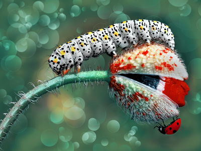 Ljuddämpande tavla - A caterpillar and a ladybug