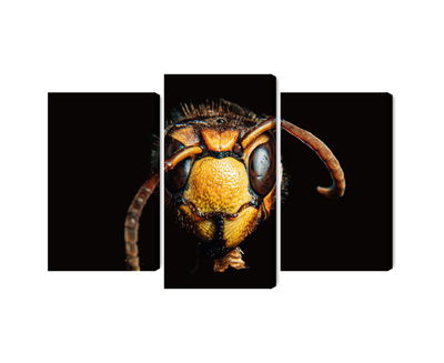 Ljuddämpande tavla - Hornet on a macro scale