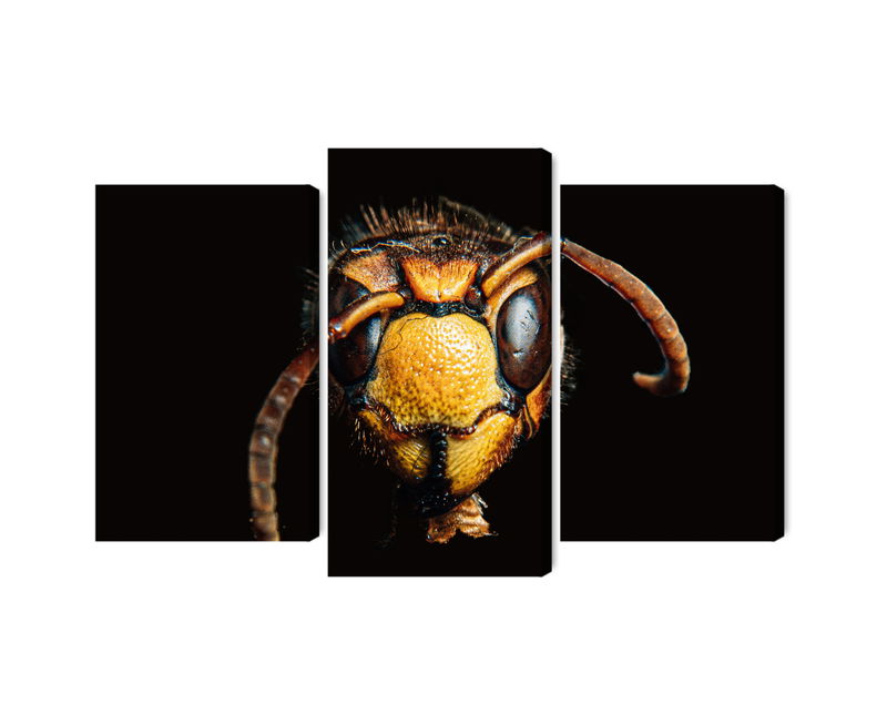 Ljuddämpande tavla - Hornet on a macro scale