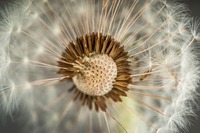 Ljuddämpande tavla - Dandelion close up