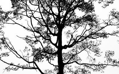 Ljuddämpande tavla - Black tree on a white