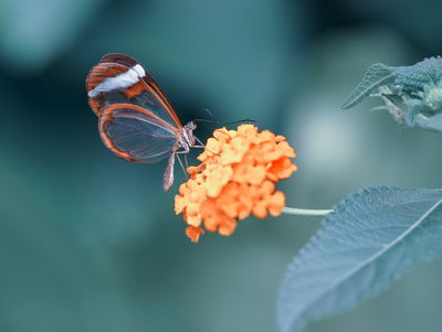 Ljuddämpande tavla - Butterfly in the summer
