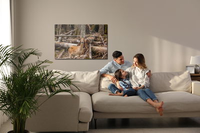 Ljuddämpande tavla - A young deer among the trees