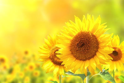 Ljuddämpande tavla - Blooming sunflowers 3d