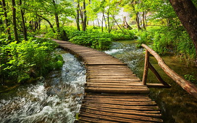 Ljuddämpande tavla - Wooden pier in the forest