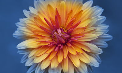 Ljuddämpande tavla - Chrysanthemum flower close