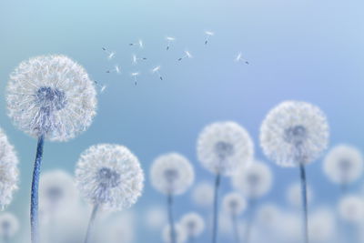 Ljuddämpande tavla - Dandelions on a blue