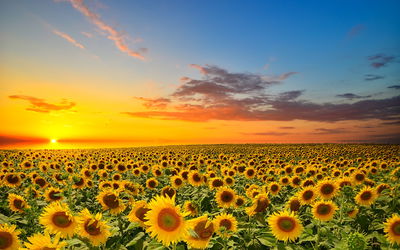 Ljuddämpande tavla - Sunset over a 3d sunflower